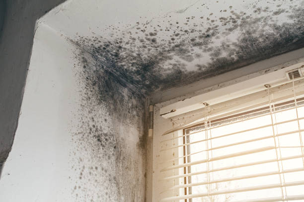 Trusted Black Mold Removal service in White Marsh, MD - Cheap Mold Removal